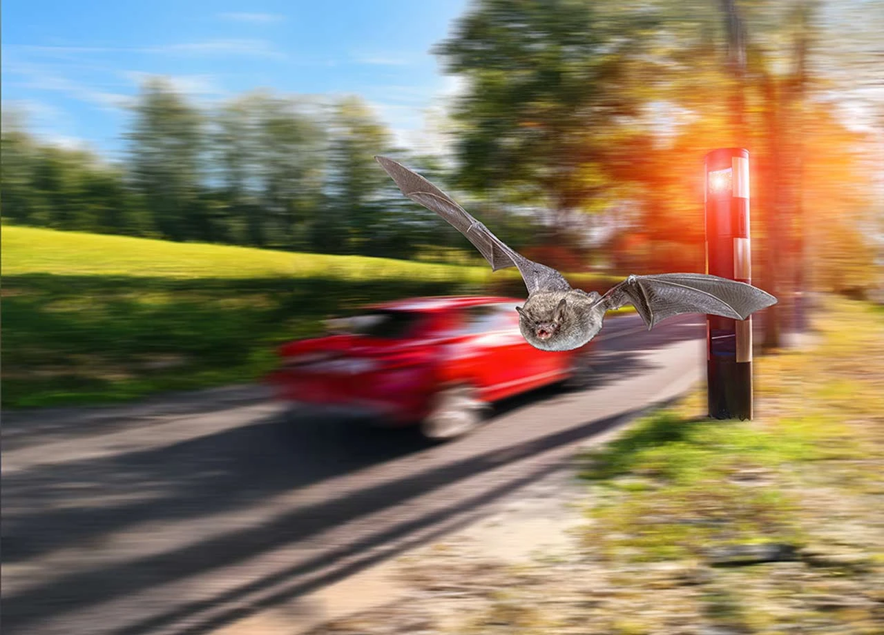 Absurder Naturschutz in Dresden: Bußgeld-Millionen dank Phantom-Fledermaus