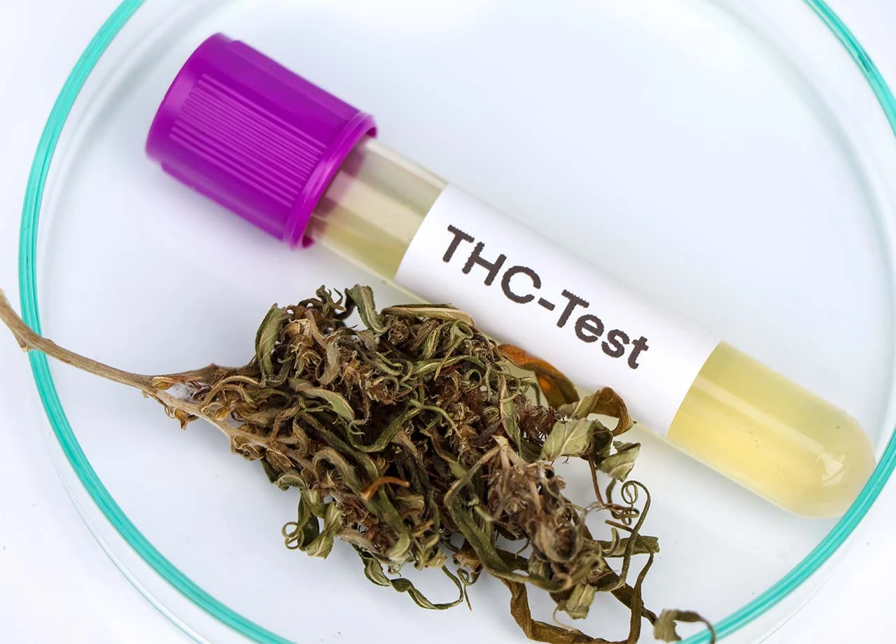 Bundesrat stimmt neuem THC-Grenzwert zu – das sollten Autofahrer jetzt wissen