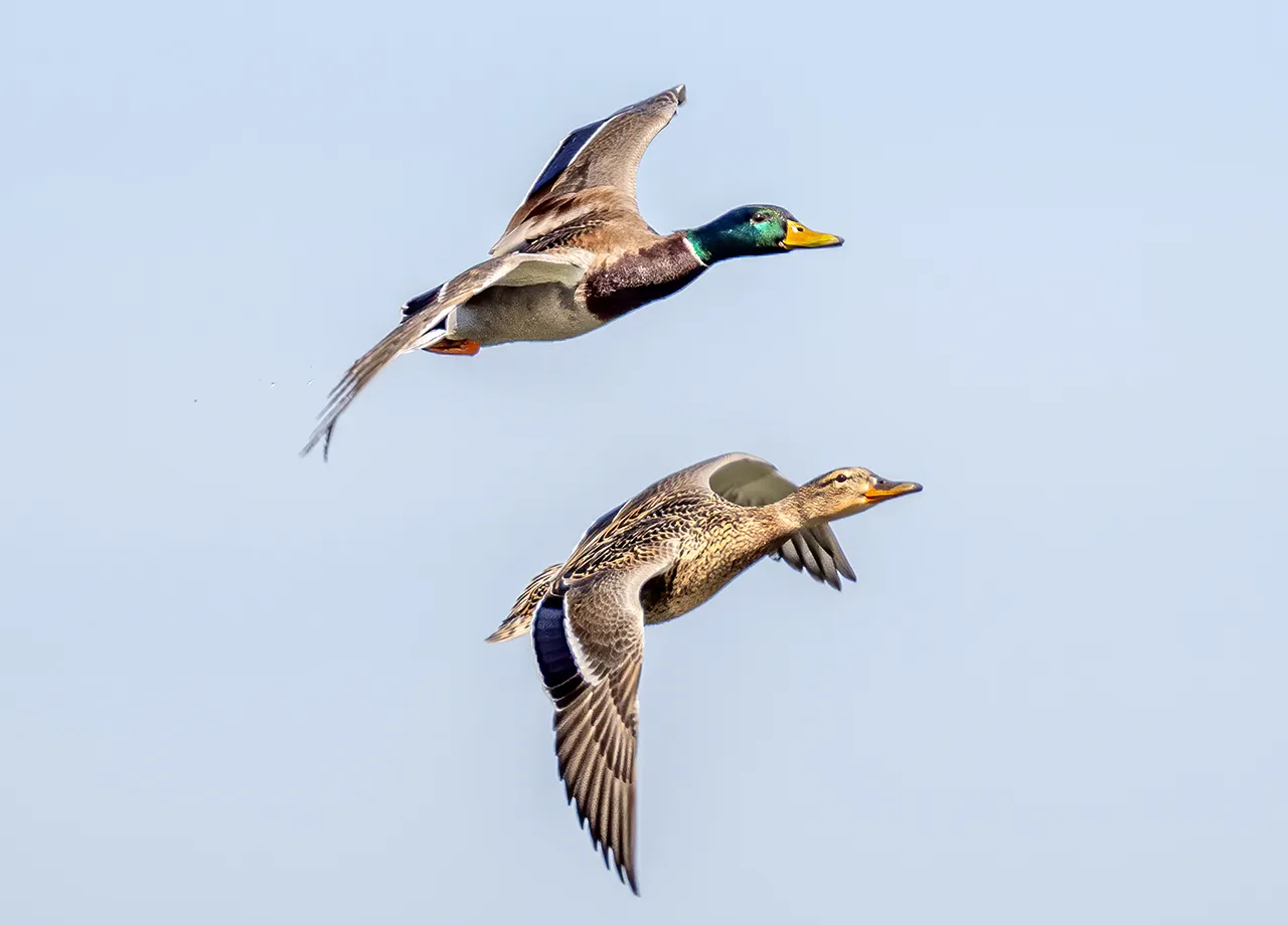 Tierischer Temposünder: Wasservogel auf Blitzer-Foto aufgetaucht